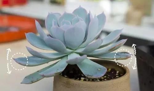  #割断#多肉出这四种“症状”，接着就是割断，半个月就生根