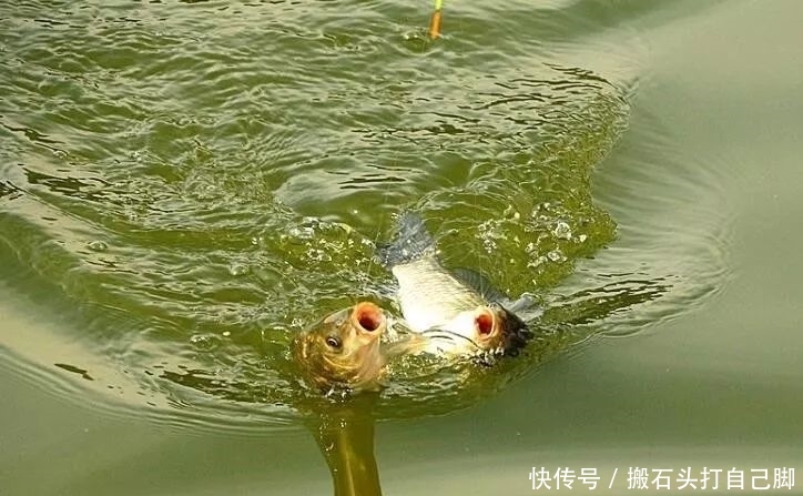  [露出水面]用蚯蚓红虫饵不会调漂？教你一招破解，学会够你牛！