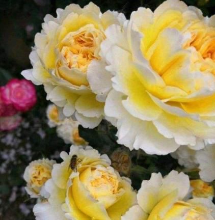 漂亮@想让月季花期提前?3月打好“5个基础”,开花提前一个月,超漂亮