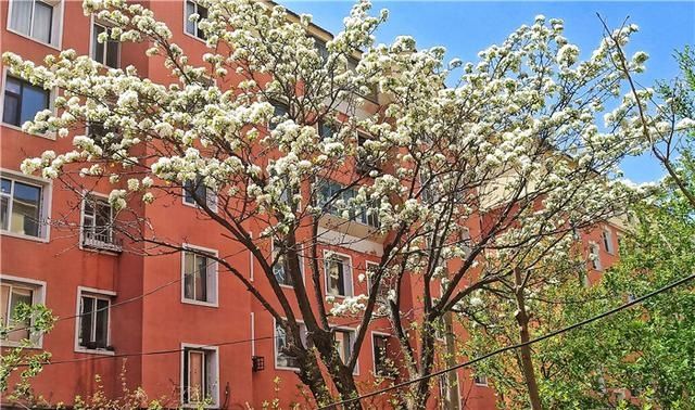  花儿：图集丨?花儿缀满枝头，醉了靖宇山城