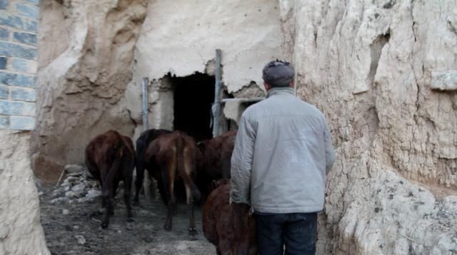  『老刘』甘肃6旬老人深山养牛，光挣钱，不会花钱，看钱都哪里去了