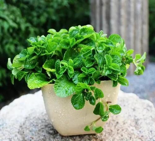 『家养』在家养盆这种花,好看又香还能吃