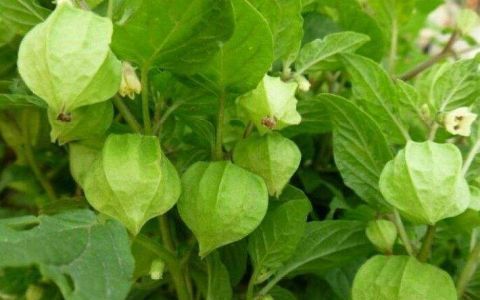  「根茎」农村小孩当玩具，城里却当“黄金果”卖15一斤，你认识