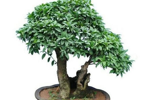  「满院」春季给桂花剪剪枝、抹抹芽，八月桂花才能满院飘香！