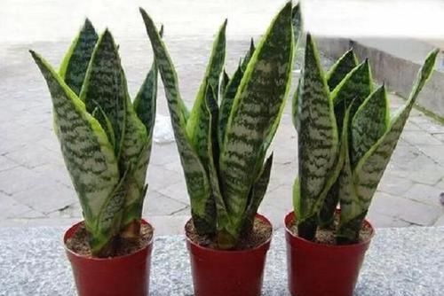  『细菌』室内细菌多，不如放盆虎尾兰，外号“细菌杀手”，摆卫生间就能活