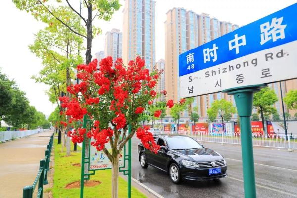 336株紫薇美丽绽放 花期将持续到9月下旬