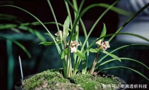 『不当』四月养兰花,养护不当容易烂根,花苞也枯萎,一招教你解决!
