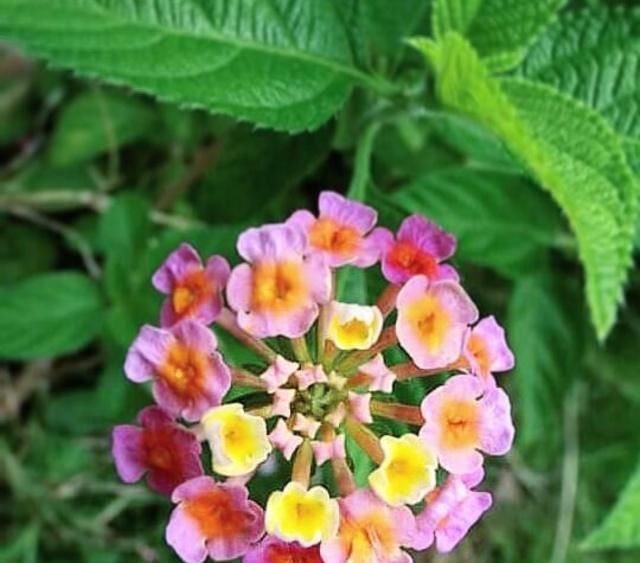  [猛长]最“害怕”水的2种花卉，30天不用浇水，也能猛长，实现爆盆！