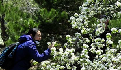  『梨花』劳动节：百年梨园梨花正为您盛开