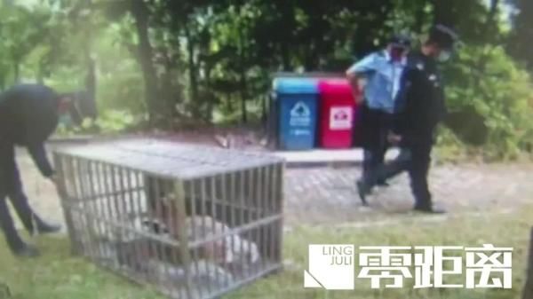 查处@查处！男子诱捕流浪猫卖给饭店当兔肉：它们没主人，不犯法！