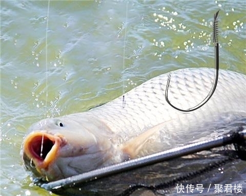  钓点■秋季垂钓“鲤鱼”无处入手？找找这四个钓点，不到一分钟黑漂上鱼