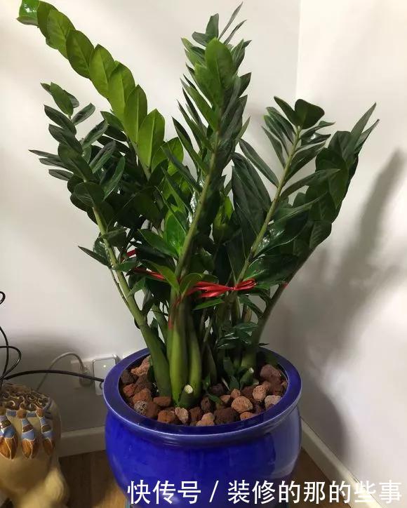  [耐阴]春节养5种能“清空气”的花，耐阴又漂亮，新手也能养得好！