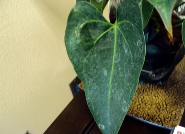  植物的叶片■两三周给室内植物清洁一次，远离病虫害，让叶子更油亮