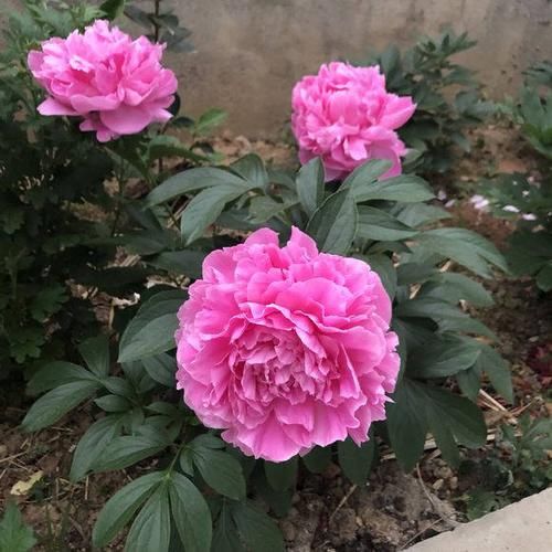  #解决#芍药常见4种病害，及其具体表现，解决病害小妙招，值得学学