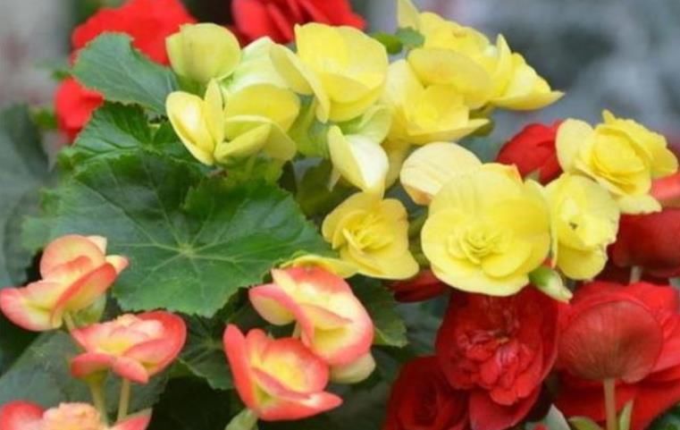 充足:最受欢迎的“4种花”,株型优美、花色艳丽,你养了吗?