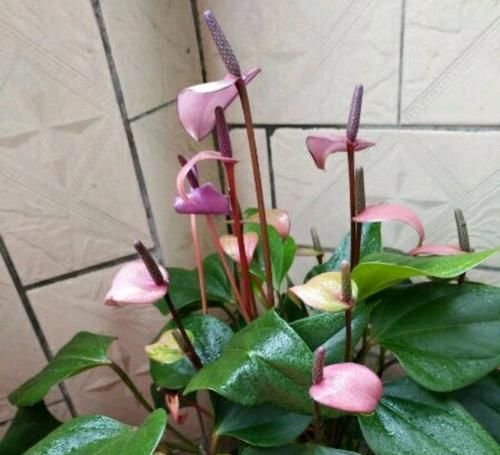 「通风」开紫色花朵的红掌您见过吗?开花紫色很梦幻,缺点明显很无奈