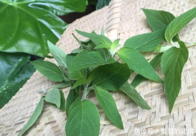  「水果鼠尾草」6种香香花，厨房客厅都能养，闻着香吃着也香，摘一把长10盆！