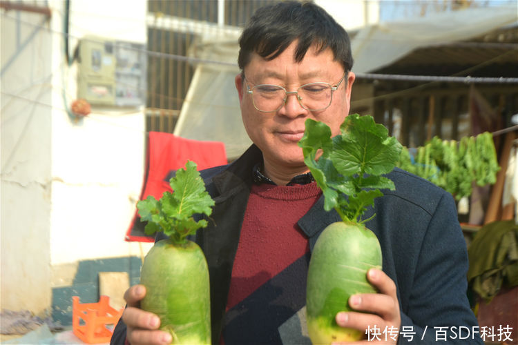  王大哥@农民种植大棚萝卜，4亩创造出6万元效益，农业专家功不可