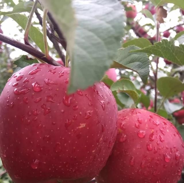  「家门口」门前栽树有门道？这5种树能“镇宅”，这3种不能栽，