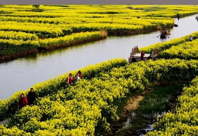 最江南的花海：惊艳不输婺源，情调不输威尼斯
