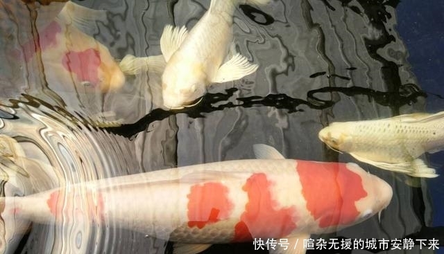  【水质】鱼缸水质浑浊因为水温低，硝化细菌死了，什么季节还拿水温说事？