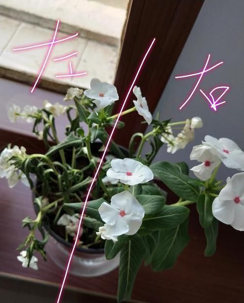 长春花■封闭阳台这么养四季梅,开花爆盆一整年,做错养一盆死一盆