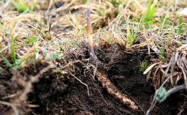 曾经卖出天价的神草，最后几元1斤，无人问津，居然和农民有关