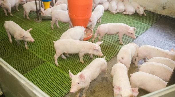  利润@为何近期很多人回农村养猪？养殖户：一头猪的利润是以前的