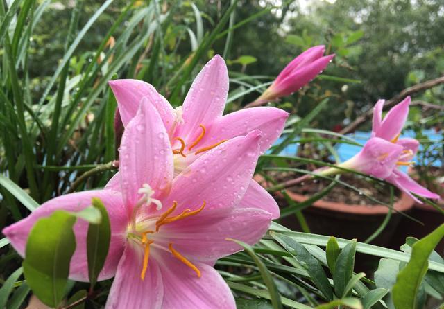  花儿■这“3种花儿”，也太好养了吧，种阳台上，动不动就开花、长爆盆