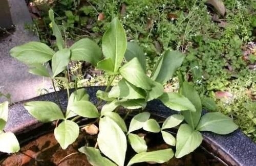  #种奇怪的草#农村有种怪草，人吃了就想睡，失眠的人把它当成宝