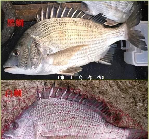  「东山叫红」46种海钓常见的鲷类鱼，最后一种高价的鱼原来也是鲷鱼，才知道