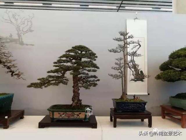  「作品」有年功的盆景，品相好，价值高！