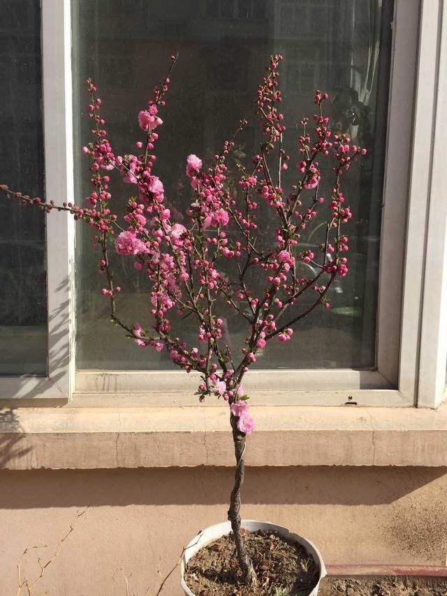  「名字」路边树开花像梅花，长的叶子像榆树，原来名字叫榆叶梅！