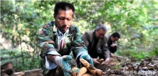  「收益」曾一度火爆一斤200元，农民种一亩收益10万，如今却只能