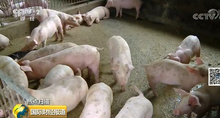  「二师兄」重磅！这样养猪，国家最高补助500万元！多条硬措施稳