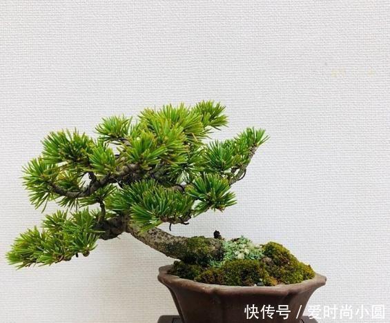 2019盆景大师最新佳作欣赏，树干伏俯而旁逸，姿态灵动，意象生动