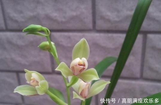 「市长红」这几款兰花,不管是外型还是花香,都是毫无破绽的好兰花