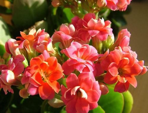  「植物」家中这“2个”地方，让“长寿花”生长非常快，1年花枝包满盆！