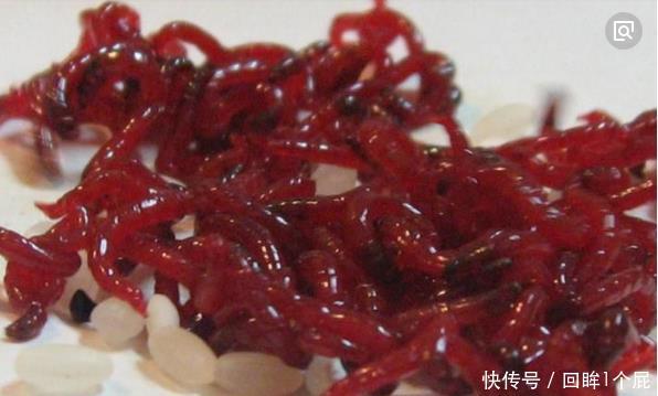 『红虫』红虫怎么才能保存的鲜活长久,看钓鱼老司机如何破解这个难题!