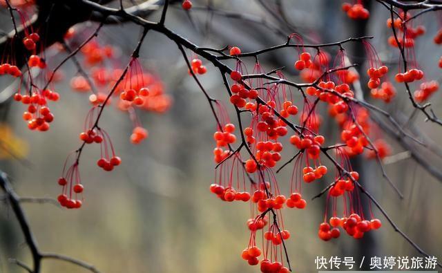  道理■霜降到，俗语“霜降无雨，暖到立冬”有道理吗？今年是“