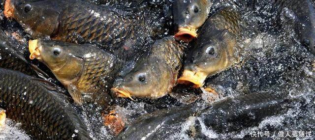 农民在水塘里养它，50块一斤，年赚二十多万