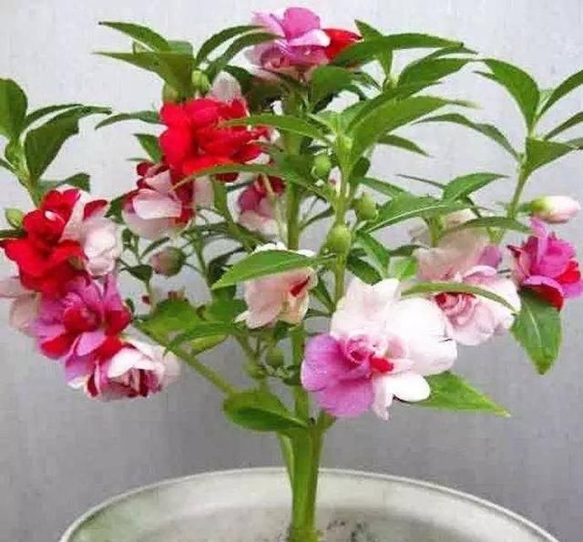  「植株开花之后」这几种花最受老人的欢迎，快给家里老人养一盆吧