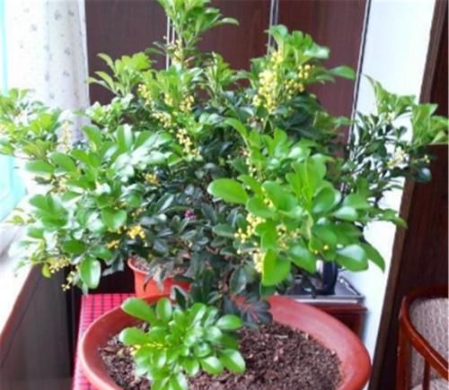  「适合」这“3种盆景”，个个叶片比花美，还能消毒、去异味，适合摆卧室