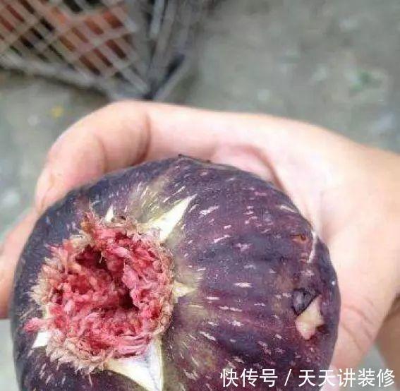 新芽:扦插几盆无花果,半个月生根,长出新芽来,明年能结十几斤