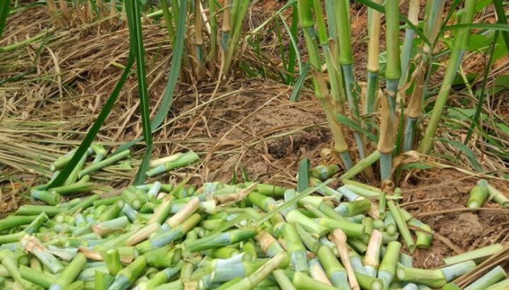  南方：扔掉地面就活着，砍掉就长，南成为“宝”，北成为柴火