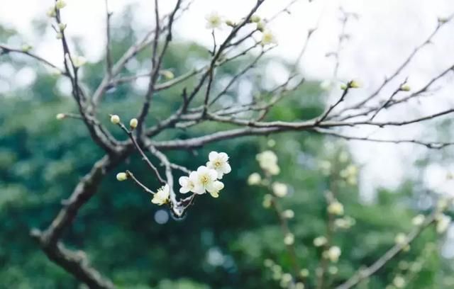 早春马鞍山，花开成海，美如仙境！