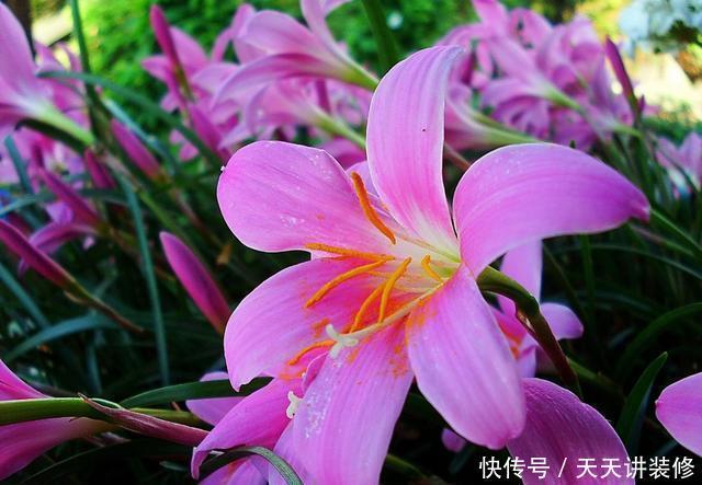  百合花|3种花适合养家里，开花硕大寓意好，颜色鲜艳味道香，人见人爱