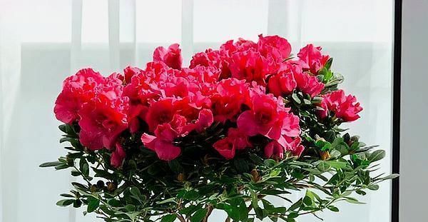 『杜鹃花』杜鹃花夏天这么养,不但不黄叶,新叶还能蹭蹭的长!