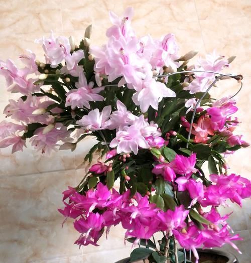  #叶仙#叶仙嫁接蟹爪兰总是失败？找准形成层，接对位置，开花爆盆成花塔