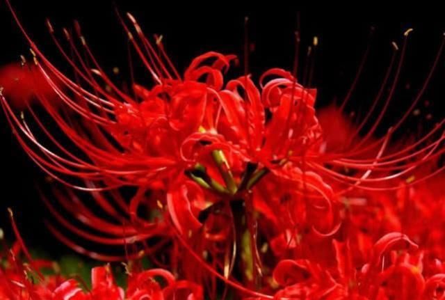  「永不」全年生长的“彼岸花”，花叶永不见，1颗种球埋土里，长一片花海